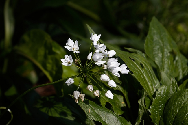 Jardin des Impressionnistes-MAI14-082